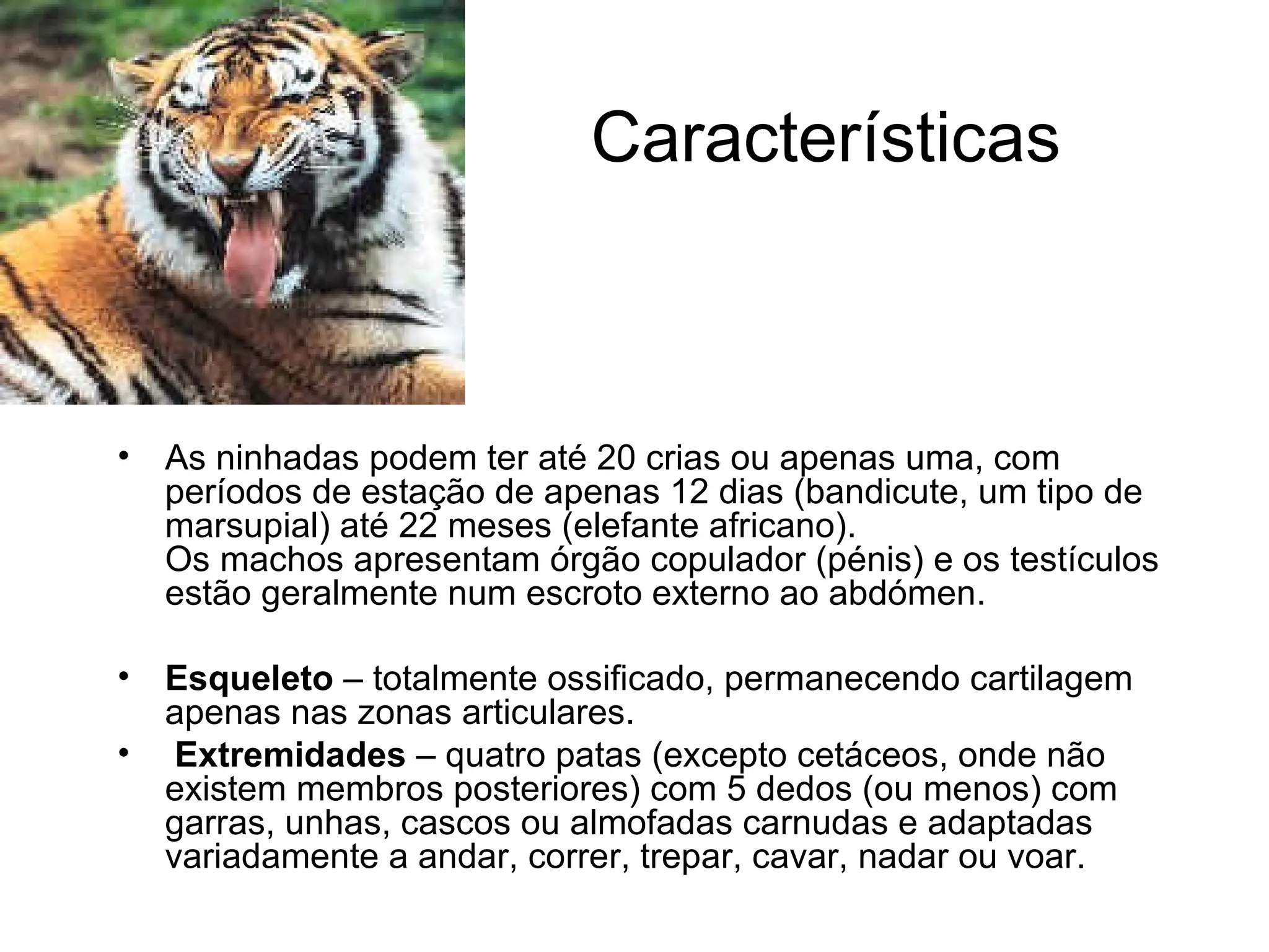 Características
• As ninhadas podem ter até 20 crias ou apenas uma, com
períodos de estação de apenas 12 dias (bandicute, um tipo de
marsupial) até 22 meses (elefante africano).
Os machos apresentam órgão copulador (pénis) e os testículos
estão geralmente num escroto externo ao abdómen.
• Esqueleto – totalmente ossificado, permanecendo cartilagem
apenas nas zonas articulares.
• Extremidades – quatro patas (excepto cetáceos, onde não
existem membros posteriores) com 5 dedos (ou menos) com
garras, unhas, cascos ou almofadas carnudas e adaptadas
variadamente a andar, correr, trepar, cavar, nadar ou voar.
 