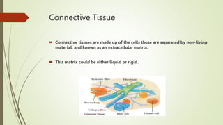 Connective Tissue
 Connective tissues are made up of the cells those are separated by non-living
material, and known as an extracellular matrix.
 This matrix could be either liquid or rigid.
 