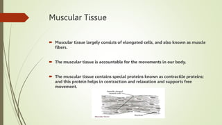 Muscular Tissue
 Muscular tissue largely consists of elongated cells, and also known as muscle
fibers.
 The muscular tissue is accountable for the movements in our body.
 The muscular tissue contains special proteins known as contractile proteins;
and this protein helps in contraction and relaxation and supports free
movement.
 