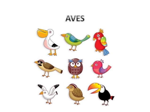 Biologi Aves