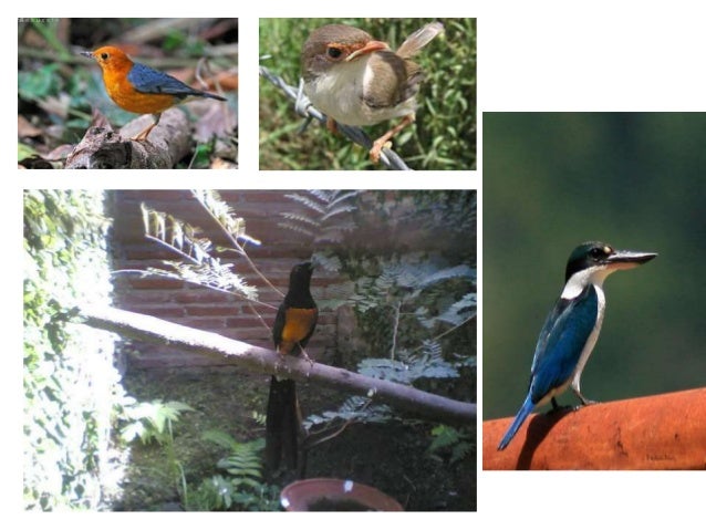 Biologi : aves