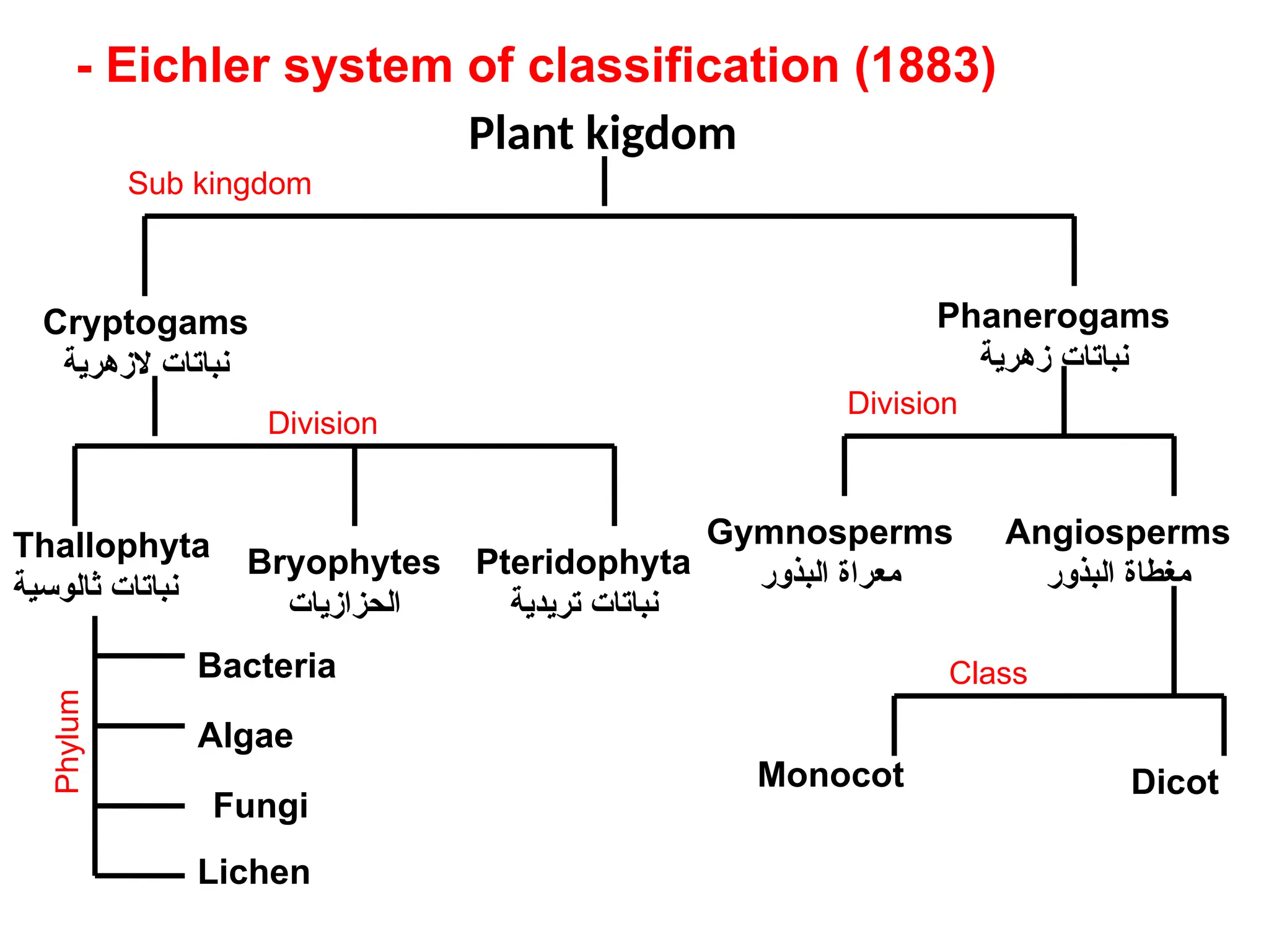 Plant kigdom
Cryptogams
‫الزهرية‬ ‫نباتات‬
Phanerogams
‫زهرية‬ ‫نباتات‬
Thallophyta
‫ثالوسية‬ ‫نباتات‬
Bryophytes
‫الحزازيات‬
Pteridophyta
‫تريدية‬ ‫نباتات‬
Gymnosperms
‫البذور‬ ‫معراة‬
Angiosperms
‫البذور‬ ‫مغطاة‬
Bacteria
Algae
Fungi
Lichen
Monocot Dicot
Sub kingdom
Phylum
Division
Division
Class
- Eichler system of classification (1883)
 