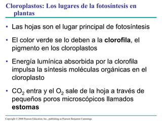 Cloroplastos: Los lugares de la fotosíntesis en
  plantas

• Las hojas son el lugar principal de fotosíntesis
• El color verde se lo deben a la clorofila, el
  pigmento en los cloroplastos
• Energía lumínica absorbida por la clorofila
  impulsa la síntesis moléculas orgánicas en el
  cloroplasto
• CO2 entra y el O2 sale de la hoja a través de
  pequeños poros microscópicos llamados
  estomas
Copyright © 2008 Pearson Education, Inc., publishing as Pearson Benjamin Cummings
 