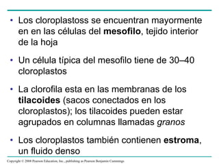 • Los cloroplastoss se encuentran mayormente
   en en las células del mesofilo, tejido interior
   de la hoja
 • Un célula típica del mesofilo tiene de 30–40
   cloroplastos
 • La clorofila esta en las membranas de los
   tilacoides (sacos conectados en los
   cloroplastos); los tilacoides pueden estar
   agrupados en columnas llamadas granos
 • Los cloroplastos también contienen estroma,
   un fluido denso
Copyright © 2008 Pearson Education, Inc., publishing as Pearson Benjamin Cummings
 