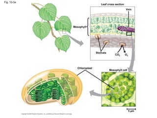 Fig. 10-3a
                                Leaf cross section
                                                     Vein




             Mesophyll




                             Stomata
                                           CO2       O2




               Chloroplast
                                       Mesophyll cell




                                                          5 µm
 