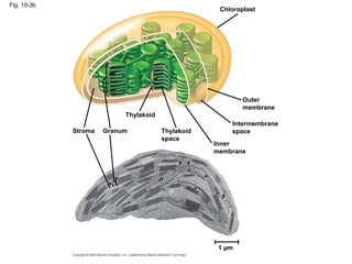 Fig. 10-3b
                                                    Chloroplast




                                                           Outer
                                                           membrane
                           Thylakoid
                                                       Intermembrane
             Stroma   Granum           Thylakoid       space
                                       space
                                                   Inner
                                                   membrane




                                                    1 µm
 