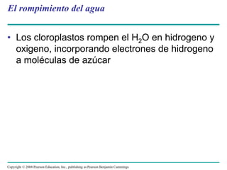 El rompimiento del agua


• Los cloroplastos rompen el H2O en hidrogeno y
  oxigeno, incorporando electrones de hidrogeno
  a moléculas de azúcar




Copyright © 2008 Pearson Education, Inc., publishing as Pearson Benjamin Cummings
 