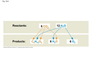 Fig. 10-4




            Reactants:         6 CO2        12 H2O




            Products:    C6H12O6       6 H 2O        6 O2
 
