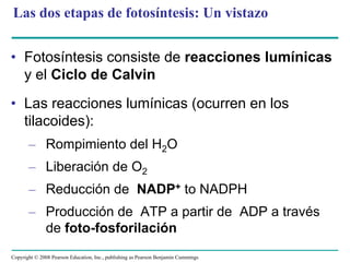 Las dos etapas de fotosíntesis: Un vistazo


• Fotosíntesis consiste de reacciones lumínicas
  y el Ciclo de Calvin
                                                                        PASO 2      PASO 1


• Las reacciones lumínicas (ocurren en los
  tilacoides):
       – Rompimiento del H2O
       – Liberación de O2
       – Reducción de NADP+ to NADPH
       – Producción de ATP a partir de ADP a través
         de foto-fosforilación
Copyright © 2008 Pearson Education, Inc., publishing as Pearson Benjamin Cummings
 
