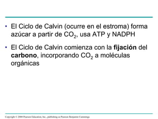 • El Ciclo de Calvin (ocurre en el estroma) forma
  azúcar a partir de CO2, usa ATP y NADPH
• El Ciclo de Calvin comienza con la fijación del
  carbono, incorporando CO2 a moléculas
  orgánicas




Copyright © 2008 Pearson Education, Inc., publishing as Pearson Benjamin Cummings
 