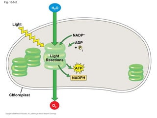 Fig. 10-5-2

                    H2 O



       Light

                                    NADP+

                                      ADP
                                      + P
                                             i

                    Light
                  Reactions

                                      ATP

                                   NADPH



                                    El producto de las reacciónes
    Chloroplast               lumínicas es ATP y NADPH...estos son
                                los precursores energéticos del ciclo
                                   de calvin. Tambien otro de los
                     O2                 productos es oxígeno.
 