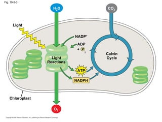 Fig. 10-5-3

                    H2 O                 CO2



       Light

                              NADP+

                               ADP
                               + P
                                     i
                                         Calvin
                    Light                Cycle
                  Reactions

                               ATP

                              NADPH



    Chloroplast

                     O2
 