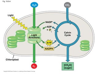 Fig. 10-5-4

                    H2 O                  CO2



       Light

                              NADP+

                               ADP
                               + P
                                     i
                                         Calvin
                    Light                Cycle
                  Reactions

                               ATP

                              NADPH



    Chloroplast

                     O2                  [CH2O]
                                         (sugar)
 