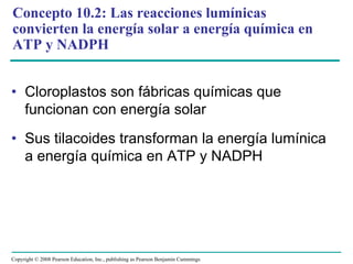 Concepto 10.2: Las reacciones lumínicas
convierten la energía solar a energía química en
ATP y NADPH


• Cloroplastos son fábricas químicas que
  funcionan con energía solar
• Sus tilacoides transforman la energía lumínica
  a energía química en ATP y NADPH




Copyright © 2008 Pearson Education, Inc., publishing as Pearson Benjamin Cummings
 