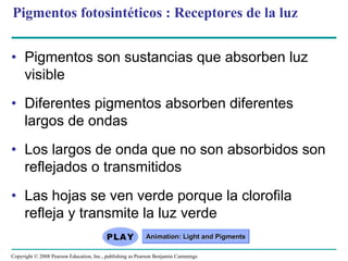 Pigmentos fotosintéticos : Receptores de la luz


• Pigmentos son sustancias que absorben luz
  visible
• Diferentes pigmentos absorben diferentes
  largos de ondas
• Los largos de onda que no son absorbidos son
  reflejados o transmitidos
• Las hojas se ven verde porque la clorofila
  refleja y transmite la luz verde
                                                          Animation: Light and Pigments

Copyright © 2008 Pearson Education, Inc., publishing as Pearson Benjamin Cummings
 