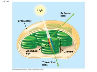 Fig. 10-7




                          Light
                                            Reflected
                                            light

            Chloroplast




                  Absorbed                    Granum
                  light


                              Transmitted
                              light
 