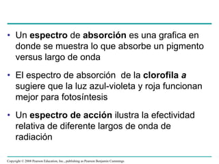 • Un espectro de absorción es una grafica en
  donde se muestra lo que absorbe un pigmento
  versus largo de onda
• El espectro de absorción de la clorofila a
  sugiere que la luz azul-violeta y roja funcionan
  mejor para fotosíntesis
• Un espectro de acción ilustra la efectividad
  relativa de diferente largos de onda de
  radiación

Copyright © 2008 Pearson Education, Inc., publishing as Pearson Benjamin Cummings
 