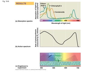 Fig. 10-9
             RESULTS




                                     Absorption of light by
                                                                Chloro-




                                     chloroplast pigments
                                                                phyll a      Chlorophyll b


                                                                                    Carotenoids




            (a) Absorption spectra                              400           500              600      700
                                                                             Wavelength of light (nm)




                                     (measured by O2 release)
                                     Rate of photosynthesis




            (b) Action spectrum



                                                                          Aerobic bacteria
                                                                                    Filament
                                                                                     of alga



            (c) Engelmann’s
                experiment                                      400           500              600      700
 