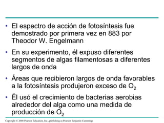 • El espectro de acción de fotosíntesis fue
  demostrado por primera vez en 883 por
  Theodor W. Engelmann
• En su experimento, él expuso diferentes
  segmentos de algas filamentosas a diferentes
  largos de onda
• Áreas que recibieron largos de onda favorables
  a la fotosíntesis produjeron exceso de O2
• Él usó el crecimiento de bacterias aerobias
  alrededor del alga como una medida de
  producción de O2
Copyright © 2008 Pearson Education, Inc., publishing as Pearson Benjamin Cummings
 