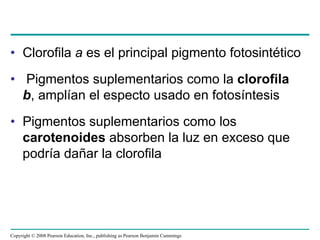 • Clorofila a es el principal pigmento fotosintético
• Pigmentos suplementarios como la clorofila
  b, amplían el especto usado en fotosíntesis
• Pigmentos suplementarios como los
  carotenoides absorben la luz en exceso que
  podría dañar la clorofila




Copyright © 2008 Pearson Education, Inc., publishing as Pearson Benjamin Cummings
 