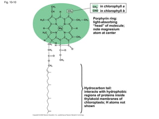 Fig. 10-10
                  CH3   in chlorophyll a
                  CHO   in chlorophyll b

                  Porphyrin ring:
                  light-absorbing
                  “head” of molecule;
                  note magnesium
                  atom at center




             Hydrocarbon tail:
             interacts with hydrophobic
             regions of proteins inside
             thylakoid membranes of
             chloroplasts; H atoms not
             shown
 