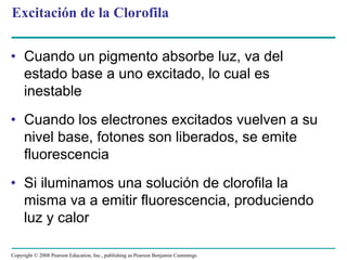 Excitación de la Clorofila


• Cuando un pigmento absorbe luz, va del
  estado base a uno excitado, lo cual es
  inestable
• Cuando los electrones excitados vuelven a su
  nivel base, fotones son liberados, se emite
  fluorescencia
• Si iluminamos una solución de clorofila la
  misma va a emitir fluorescencia, produciendo
  luz y calor

Copyright © 2008 Pearson Education, Inc., publishing as Pearson Benjamin Cummings
 