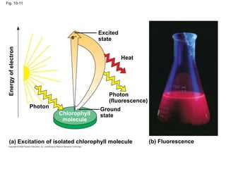 Fig. 10-11




                                             Excited
                                   e–        state
 Energy of electron




                                                       Heat




                                                Photon
                                                (fluorescence)
                      Photon                 Ground
                               Chlorophyll   state
                                molecule


    (a) Excitation of isolated chlorophyll molecule              (b) Fluorescence
 