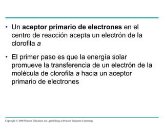 • Un aceptor primario de electrones en el
  centro de reacción acepta un electrón de la
  clorofila a
• El primer paso es que la energía solar
  promueve la transferencia de un electrón de la
  molécula de clorofila a hacia un aceptor
  primario de electrones




Copyright © 2008 Pearson Education, Inc., publishing as Pearson Benjamin Cummings
 