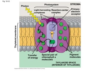 Fig. 10-12

                                                     Photosystem               STROMA
                                  Photon
                                            Light-harvesting Reaction-center    Primary
                                            complexes        complex            electron
                                                                                acceptor
             Thylakoid membrane




                                                            e–




                                       Transfer    Special pair of             Pigment
                                       of energy   chlorophyll a               molecules
                                                   molecules
                                                                THYLAKOID SPACE
                                                            (INTERIOR OF THYLAKOID)
 
