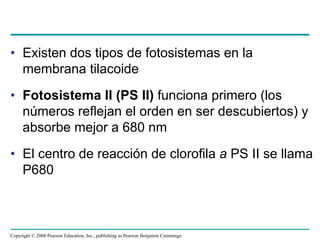 • Existen dos tipos de fotosistemas en la
  membrana tilacoide
• Fotosistema II (PS II) funciona primero (los
  números reflejan el orden en ser descubiertos) y
  absorbe mejor a 680 nm
• El centro de reacción de clorofila a PS II se llama
  P680



Copyright © 2008 Pearson Education, Inc., publishing as Pearson Benjamin Cummings
 