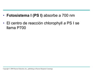 • Fotosistema I (PS I) absorbe a 700 nm
• El centro de reacción chlorophyll a PS I se
  llama P700




Copyright © 2008 Pearson Education, Inc., publishing as Pearson Benjamin Cummings
 