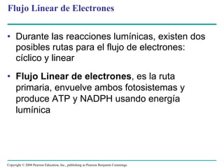 Flujo Linear de Electrones


• Durante las reacciones lumínicas, existen dos
  posibles rutas para el flujo de electrones:
  cíclico y linear
• Flujo Linear de electrones, es la ruta
  primaria, envuelve ambos fotosistemas y
  produce ATP y NADPH usando energía
  lumínica




Copyright © 2008 Pearson Education, Inc., publishing as Pearson Benjamin Cummings
 