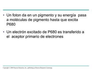 • Un foton da en un pigmento y su energía pasa
  a moléculas de pigmento hasta que excita
  P680
• Un electrón excitado de P680 es transferido a
  el aceptor primario de electrones




Copyright © 2008 Pearson Education, Inc., publishing as Pearson Benjamin Cummings
 