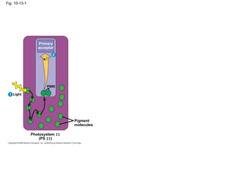 Fig. 10-13-1




                  Primary
                  acceptor
                          2
                     e–




                      P680

 1 Light




                                Pigment
                                molecules

               Photosystem II
                   (PS II)
 
