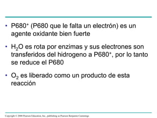 • P680+ (P680 que le falta un electrón) es un
  agente oxidante bien fuerte
• H2O es rota por enzimas y sus electrones son
  transferidos del hidrogeno a P680+, por lo tanto
  se reduce el P680
• O2 es liberado como un producto de esta
  reacción



Copyright © 2008 Pearson Education, Inc., publishing as Pearson Benjamin Cummings
 