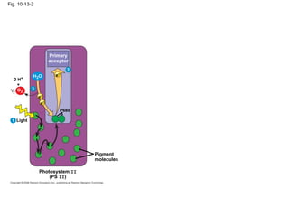 Fig. 10-13-2




                     Primary
                     acceptor
                            2
           H2O         e–
   2 H+
     +
 1/ O      3
   2   2
               e–
                e–
                         P680

 1 Light




                                Pigment
                                molecules

               Photosystem II
                   (PS II)
 