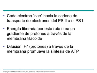 • Cada electron “cae” hacia la cadena de
  transporte de electrones del PS II a el PS I
• Energía liberada por esta ruta crea un
  gradiente de protones a través de la
  membrana tilacoide
• Difusión H+ (protones) a través de la
  membrana promueve la síntesis de ATP



Copyright © 2008 Pearson Education, Inc., publishing as Pearson Benjamin Cummings
 