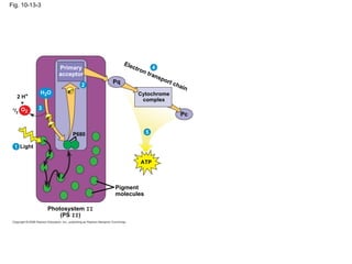 Fig. 10-13-3




                                      Ele
                      Primary            ctro     4
                                             n tr
                      acceptor                    ans
                                                     por
                                 Pq                        t ch
                             2                                 ain
            H2O         e–                 Cytochrome
   2   H+
                                            complex
       +
 1/    O2   3
   2
                                                               Pc
                e–
                 e–
                          P680                5

  1 Light

                                            ATP



                                 Pigment
                                 molecules

                Photosystem II
                    (PS II)
 