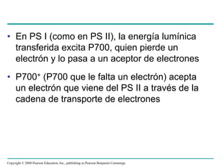 • En PS I (como en PS II), la energía lumínica
  transferida excita P700, quien pierde un
  electrón y lo pasa a un aceptor de electrones
• P700+ (P700 que le falta un electrón) acepta
  un electrón que viene del PS II a través de la
  cadena de transporte de electrones




Copyright © 2008 Pearson Education, Inc., publishing as Pearson Benjamin Cummings
 
