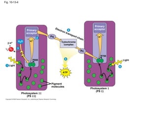 Fig. 10-13-4




                                                                       Primary
                                      Ele                              acceptor
                      Primary            ctro     4
                                             n tr
                      acceptor                    ans
                                                     por
                                 Pq                        t ch           e–
                             2                                 ain
            H2O         e–                 Cytochrome
   2   H+
                                            complex
       +
 1/    O2   3
   2
                                                               Pc
                e–
                 e–                                                         P700
                          P680                5                                          Light

  1 Light                                                                            6

                                            ATP



                                 Pigment
                                 molecules
                                                                     Photosystem I
                                                                         (PS I)
                Photosystem II
                    (PS II)
 