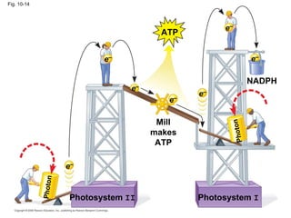 Fig. 10-14




                                                      e–
                                           ATP


                              e–                                  e–

                                                                  NADPH
                                    e–
                                                 e–
                                            e–

                                          Mill




                                                              n
                                                        Photo
                                         makes
                                          ATP

                      e–
             Photon




                       Photosystem II            Photosystem I
 