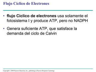 Flujo Cíclico de Electrones


• flujo Ciclico de electrones usa solamente el
  fotosistema I y produce ATP, pero no NADPH
• Genera suficiente ATP, que satisface la
  demanda del ciclo de Calvin




Copyright © 2008 Pearson Education, Inc., publishing as Pearson Benjamin Cummings
 