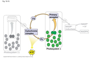 Fig. 10-15




                                            Primary
       Primary                              acceptor
                             Fd
       acceptor                                           Fd

                   Pq                                                  NADP+
                                                           NADP+        + H+
                                                           reductase
                        Cytochrome                                     NADPH
                        complex

                                     Pc



                                          Photosystem I
  Photosystem II           ATP
 