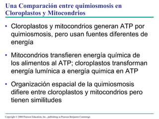 Una Comparación entre quimiosmosis en
Cloroplastos y Mitocondrios

• Cloroplastos y mitocondrios generan ATP por
  quimiosmosis, pero usan fuentes diferentes de
  energía
• Mitocondrios transfieren energía química de
  los alimentos al ATP; cloroplastos transforman
  energía lumínica a energía quimica en ATP
• Organización espacial de la quimiosmosis
  difiere entre cloroplastos y mitocondrios pero
  tienen similitudes

Copyright © 2008 Pearson Education, Inc., publishing as Pearson Benjamin Cummings
 