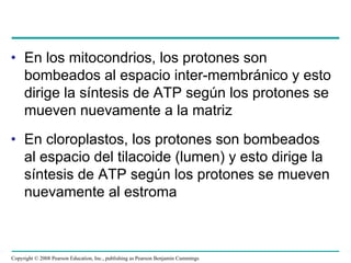 • En los mitocondrios, los protones son
  bombeados al espacio inter-membránico y esto
  dirige la síntesis de ATP según los protones se
  mueven nuevamente a la matriz
• En cloroplastos, los protones son bombeados
  al espacio del tilacoide (lumen) y esto dirige la
  síntesis de ATP según los protones se mueven
  nuevamente al estroma



Copyright © 2008 Pearson Education, Inc., publishing as Pearson Benjamin Cummings
 