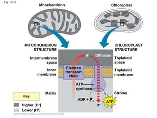 Fig. 10-16
                       Mitochondrion                             Chloroplast




              MITOCHONDRION                                          CHLOROPLAST
                  STRUCTURE                                          STRUCTURE
                                                   H+    Diffusion
                   Intermembrane                                     Thylakoid
                           space                                     space
                                        Electron
                         Inner                                       Thylakoid
                                       transport
                      membrane           chain                       membrane

                                            ATP
                                            synthase
                            Matrix                                   Stroma
             Key
                                             ADP + P i
                                                               ATP
             Higher  [H+]                                H+
             Lower [H+]
 