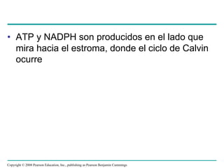 • ATP y NADPH son producidos en el lado que
  mira hacia el estroma, donde el ciclo de Calvin
  ocurre




Copyright © 2008 Pearson Education, Inc., publishing as Pearson Benjamin Cummings
 