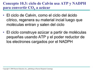 Concepto 10.3: ciclo de Calvin usa ATP y NADPH
para convertir CO2 a azúcar
• El ciclo de Calvin, como el ciclo del ácido
  cítrico, regenera su material incial luego que
  moléculas entran y salen del ciclo
• El ciclo construye azúcar a partir de moléculas
  pequeñas usando ATP y el poder reductor de
  los electrones cargados por el NADPH




Copyright © 2008 Pearson Education, Inc., publishing as Pearson Benjamin Cummings
 