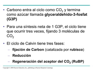 • Carbono entra al ciclo como CO2 y termina
  como azúcar llamada glyceraldehido-3-fosfat
  (G3P)
• Para una síntesis neta de 1 G3P, el ciclo tiene
  que ocurrir tres veces, fijando 3 moléculas de
  CO2
• El ciclo de Calvin tiene tres fases:
       – fijación de Carbon (catalizada por rubisco)
       – Reducción
       – Regeneración del aceptor del CO2 (RuBP)
Copyright © 2008 Pearson Education, Inc., publishing as Pearson Benjamin Cummings
 