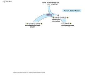 Fig. 10-18-1
                                         Input 3   (Entering one
                                                     at a time)
                                               CO2



                                                                           Phase 1: Carbon fixation

                                              Rubisco

                                                        3 P                     P
                                                         Short-lived
                                                        intermediate
               3P                    P                                  6          P
               Ribulose bisphosphate                                   3-Phosphoglycerate
                      (RuBP)
 